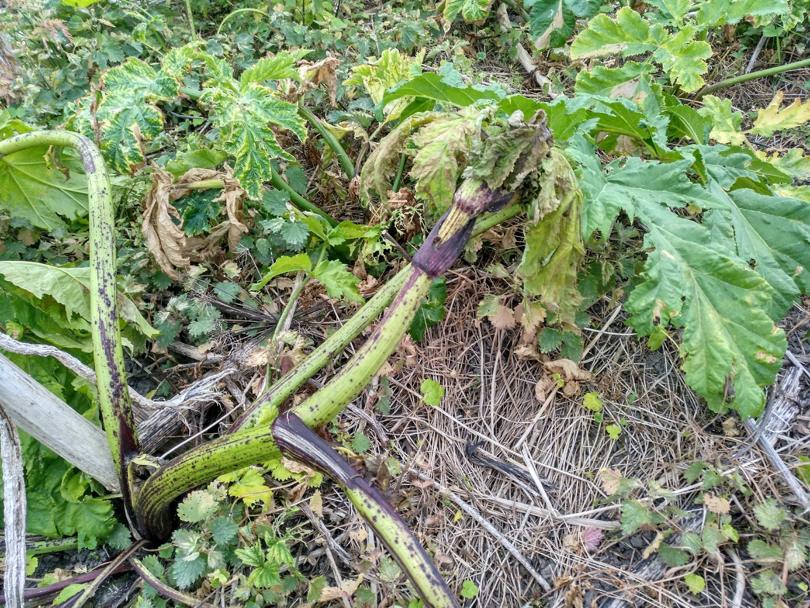 Hogweed almost does not die from roundup. - My, Hogweed, Roundup, Vitality, Longpost