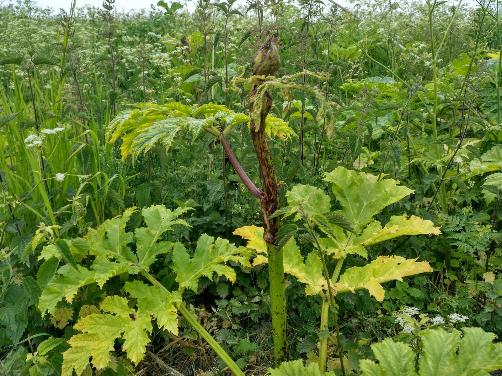 Hogweed almost does not die from roundup. - My, Hogweed, Roundup, Vitality, Longpost