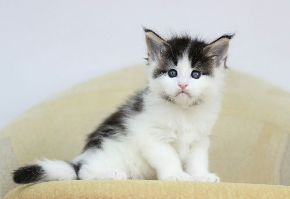 This kitten has seen some shit - Kittens, Cat breeds, Some shit, Eyes, Old age, Badly