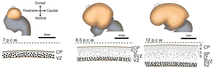 The human brain is so big thanks to the Notch2NL family of genes. - The science, Brain, Genetics, Copy-paste, Elementy ru, Longpost