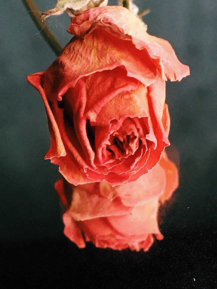 miniature rose - My, the Rose, My, , Longpost