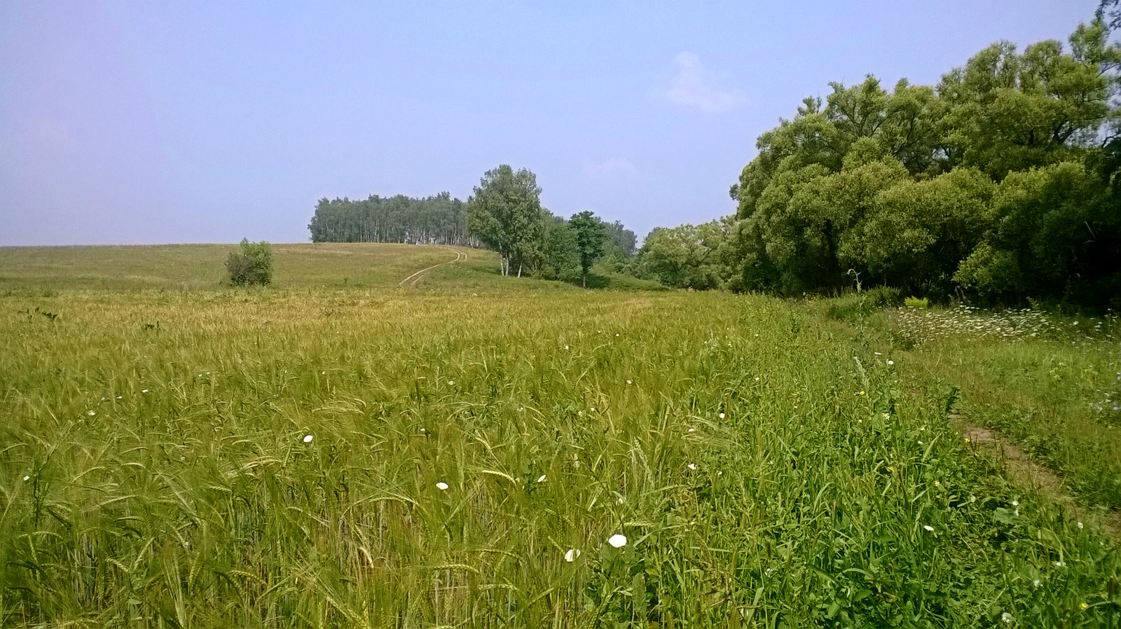 The beauty of the Tula region - My, Tula region, Yasnogorsk District, , Nature, Forest, Longpost, The photo