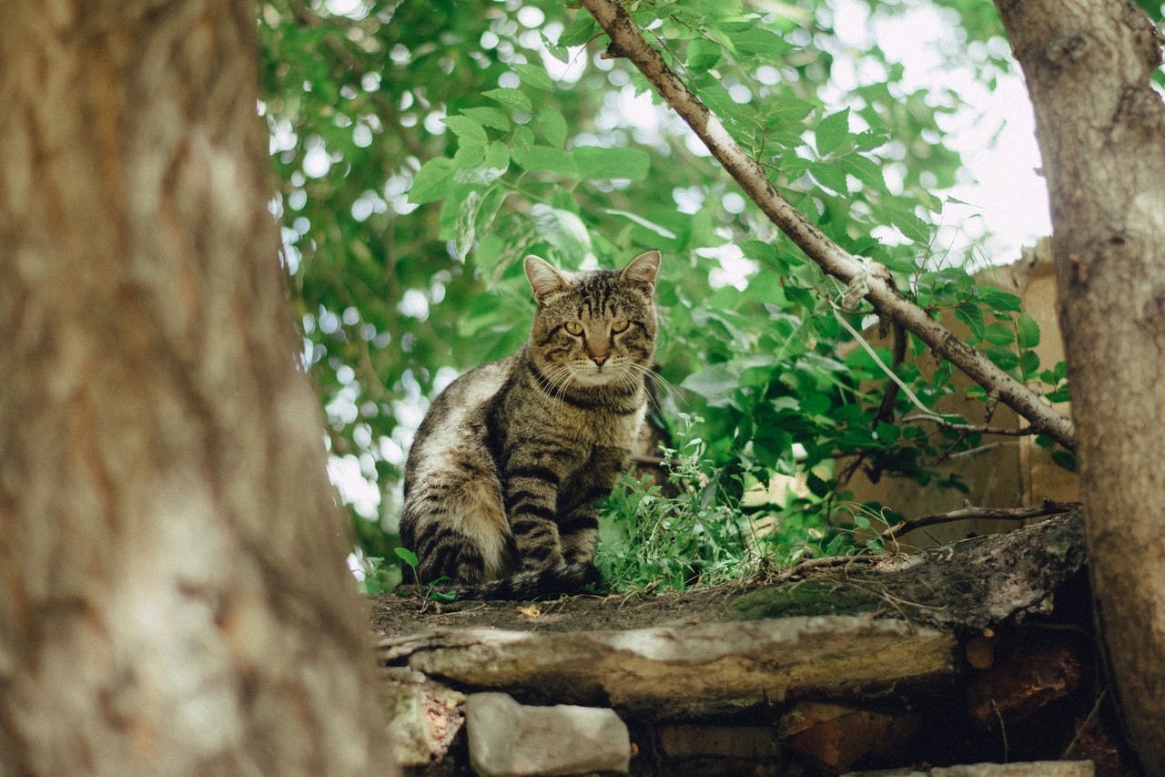 Mitten #3 - My, cat, Dog, The street, Shushenskoye, Krasnoyarsk, The photo, Longpost, Animals, Catomafia