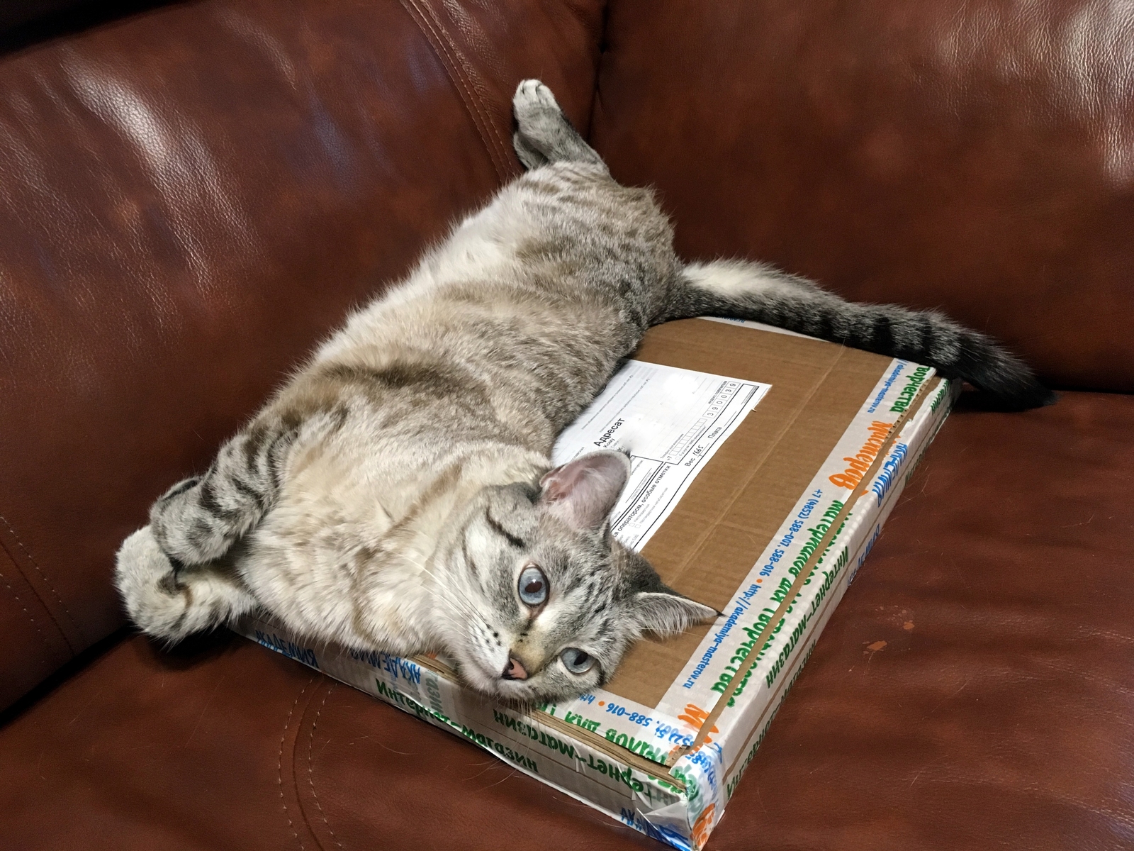 About cats' love for boxes - My, The photo, Longpost, Pets, cat