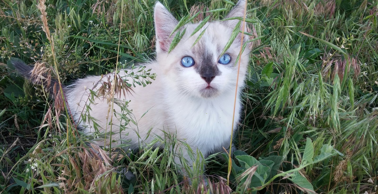 Pied Piper - My, Fluffy, cat, Suddenly, Kittens, Pets