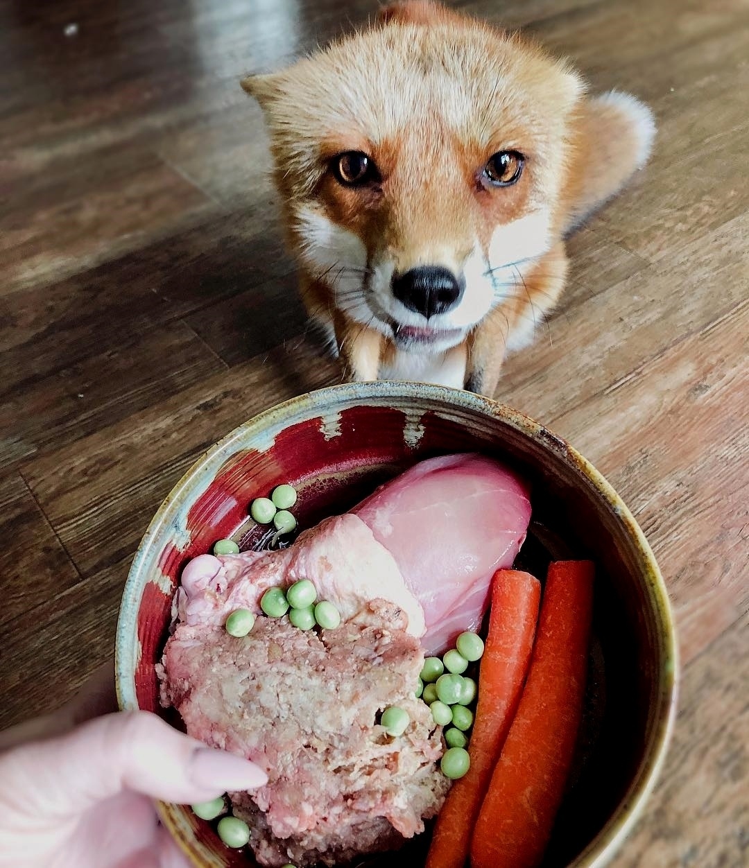 When a fox's breakfast is better than your own - Animals, Domestic fox, The photo, Fox