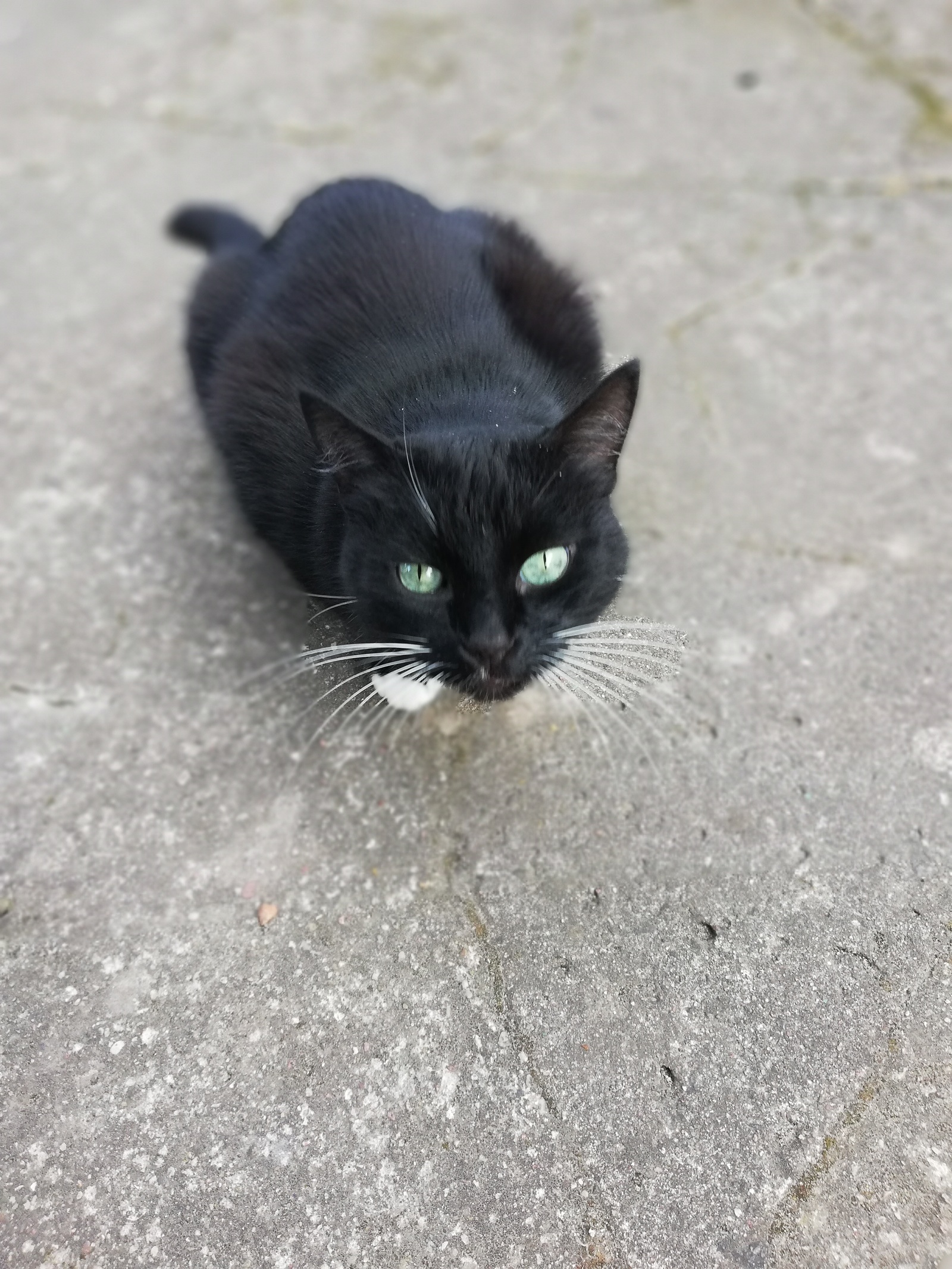 Cat for the first time in the country - My, cat, Dacha, Longpost