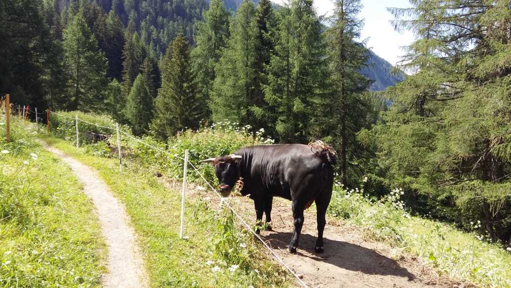 Swiss Alps in summer - My, The mountains, The photo, Switzerland, 