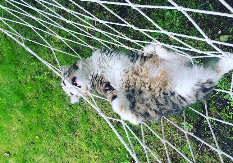 The cat and the reaction to football - My, cat, Football, Russian team, Siberian cat, World championship, Longpost