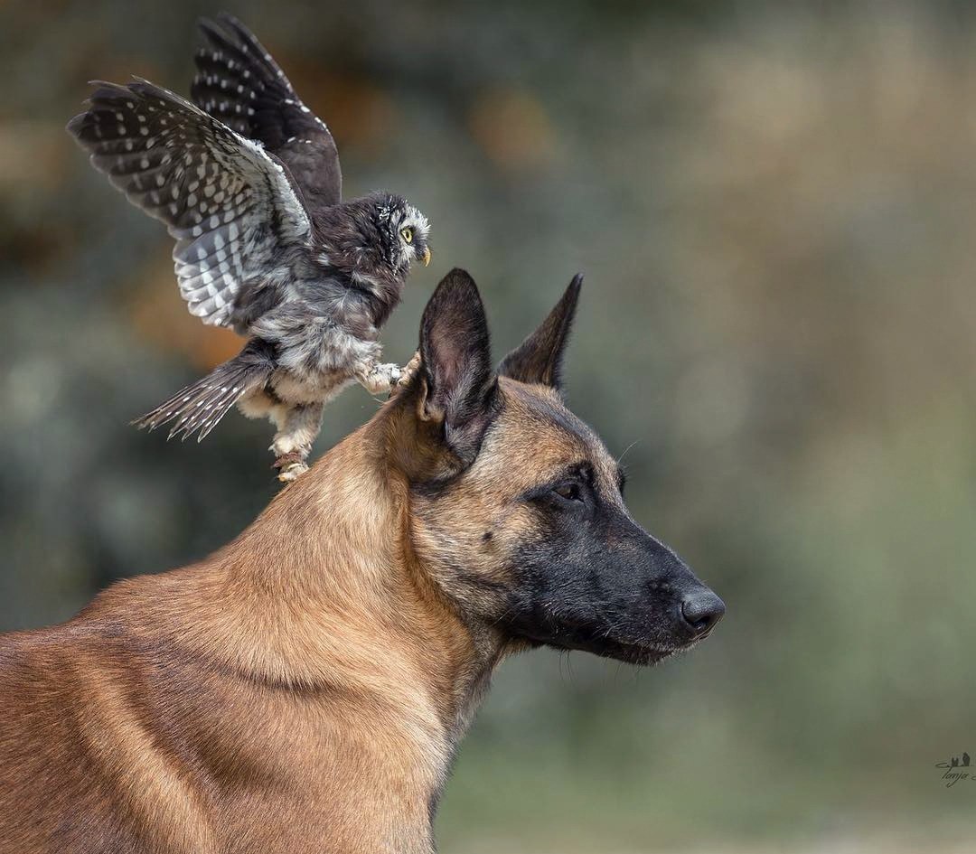 Forward, my faithful horse! - The photo, Animals, Birds, Dog, Owl