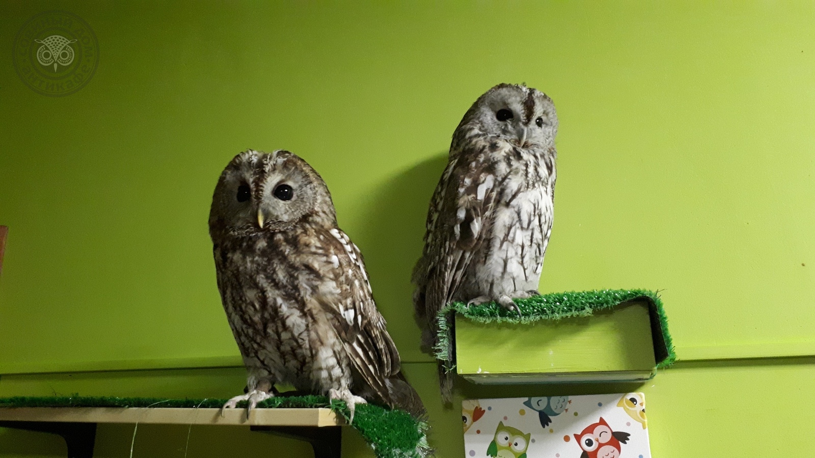 Fedor and Bulya - My, Antikafe, Owl, owl house