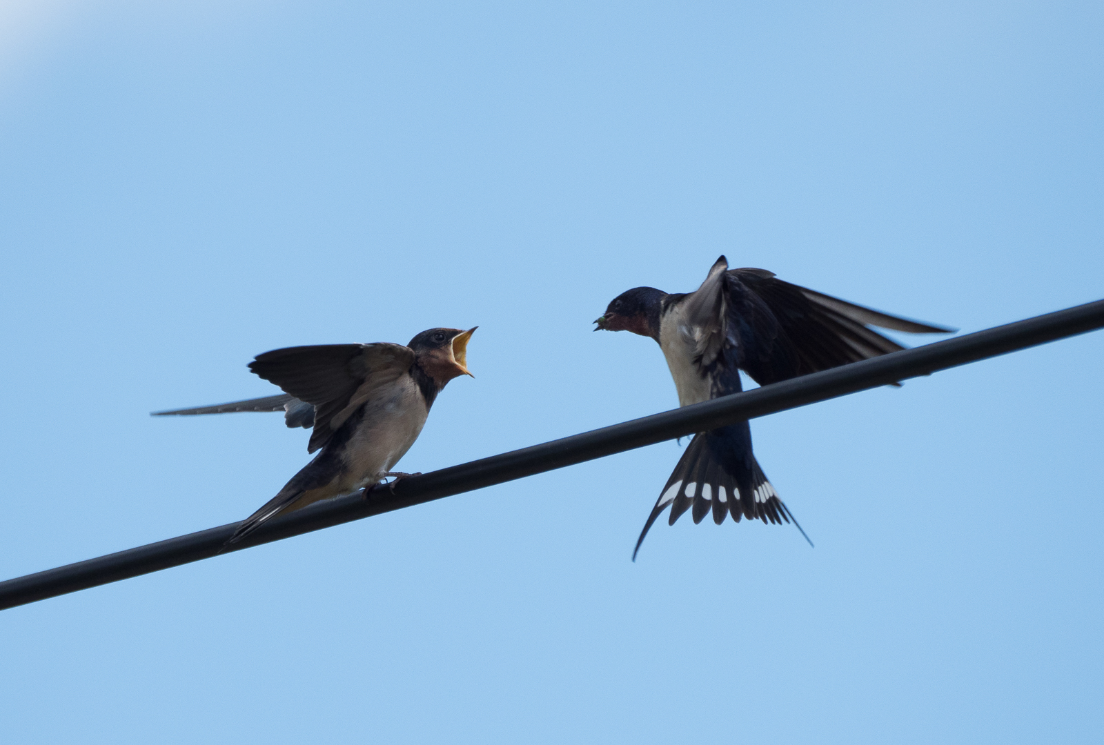 The swallow feeds the chick - My, Martin, Chick, Feeding, Longpost