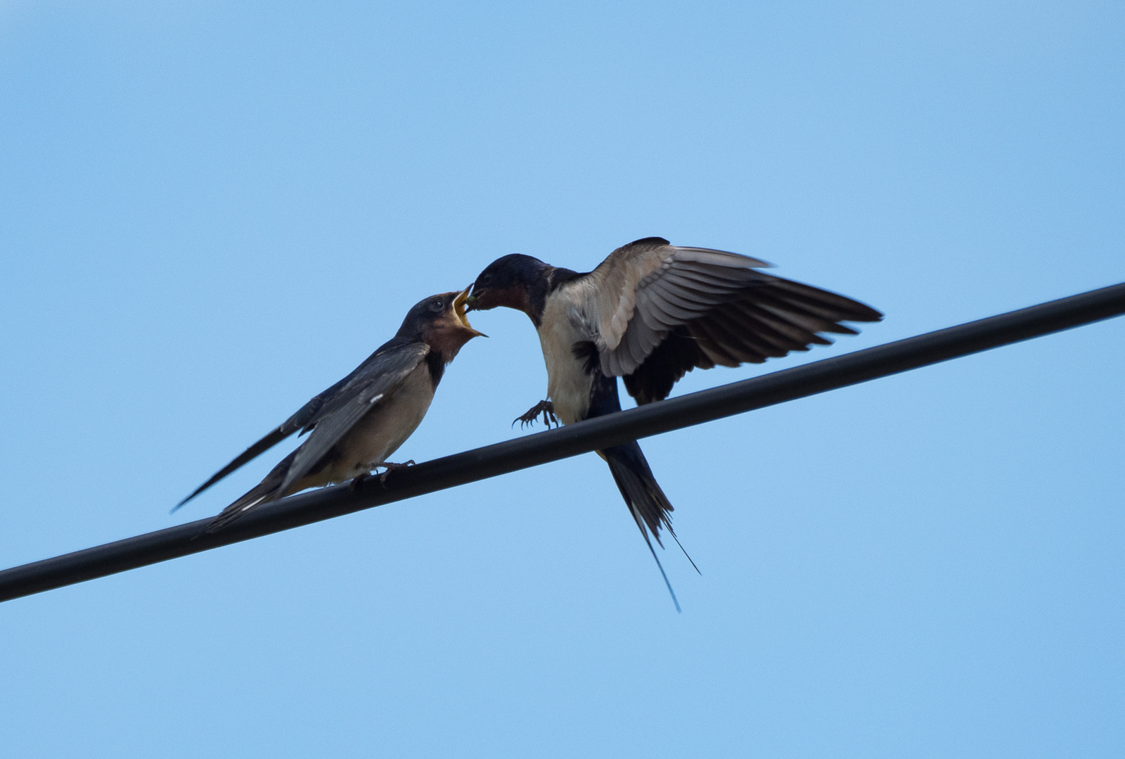 The swallow feeds the chick - My, Martin, Chick, Feeding, Longpost