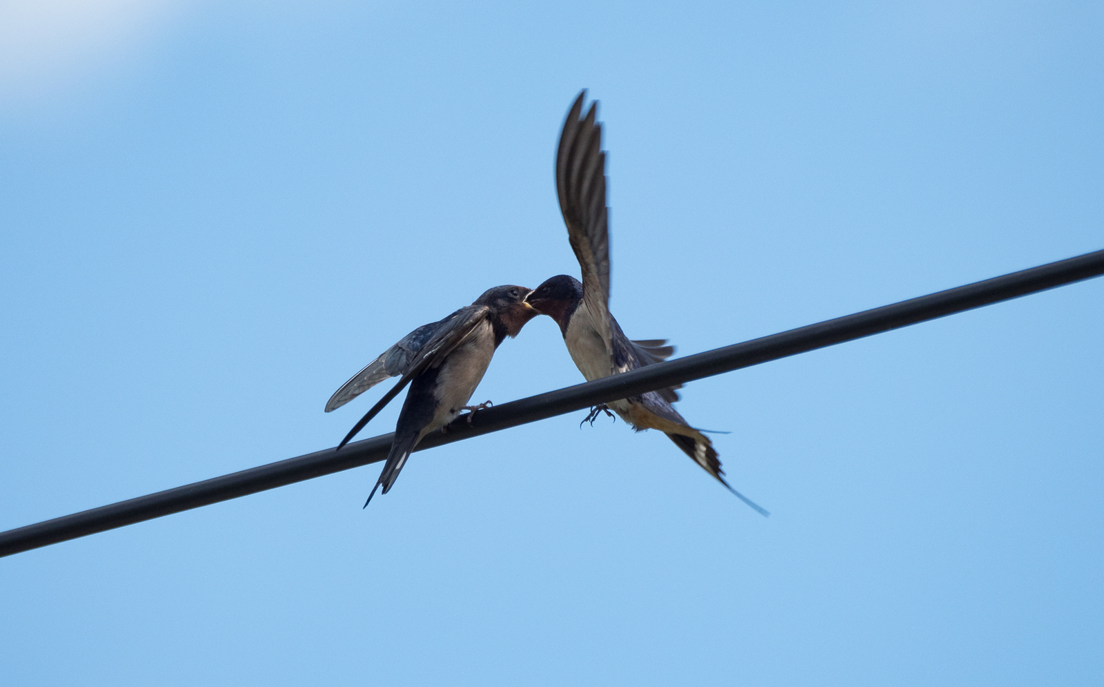 The swallow feeds the chick - My, Martin, Chick, Feeding, Longpost