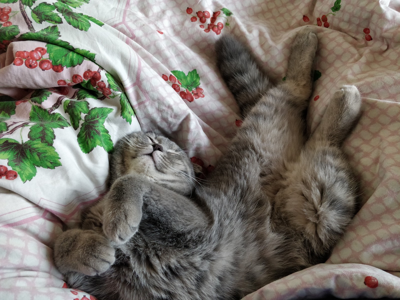 How my cat sleeps) oh no Kitten with a capital letter) - cat, Kittens, Scottish lop-eared, Scotland, Peekaboo, Longpost