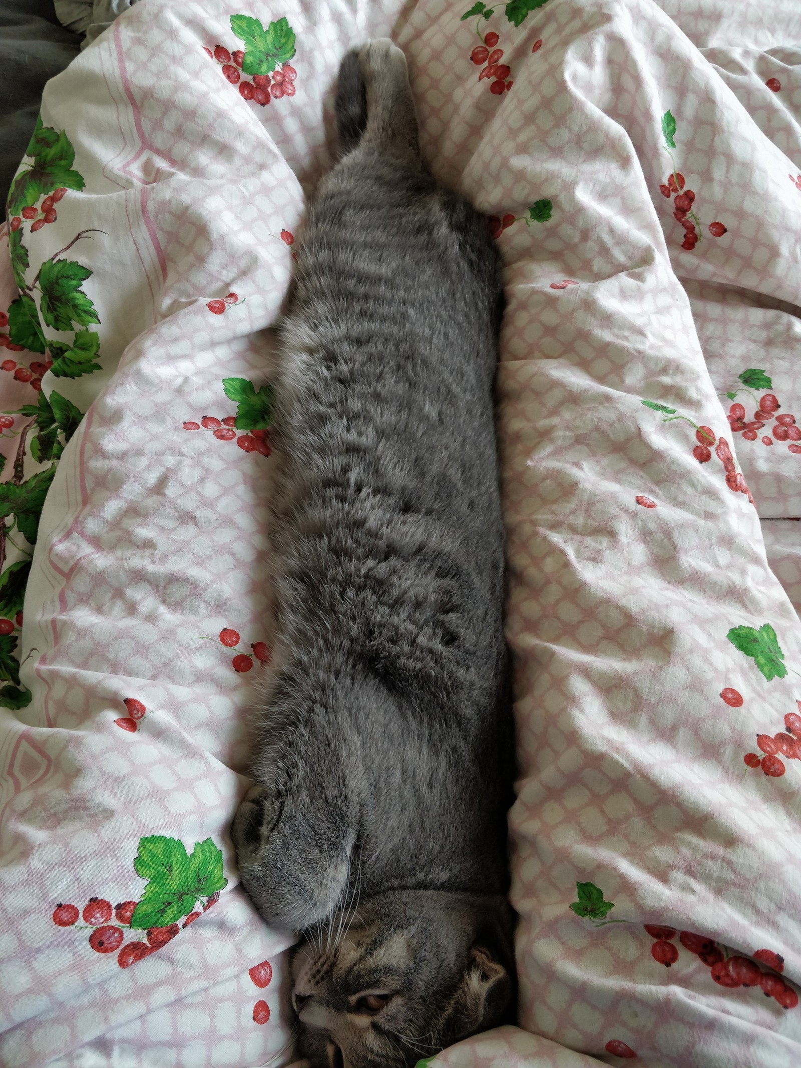 How my cat sleeps) oh no Kitten with a capital letter) - cat, Kittens, Scottish lop-eared, Scotland, Peekaboo, Longpost