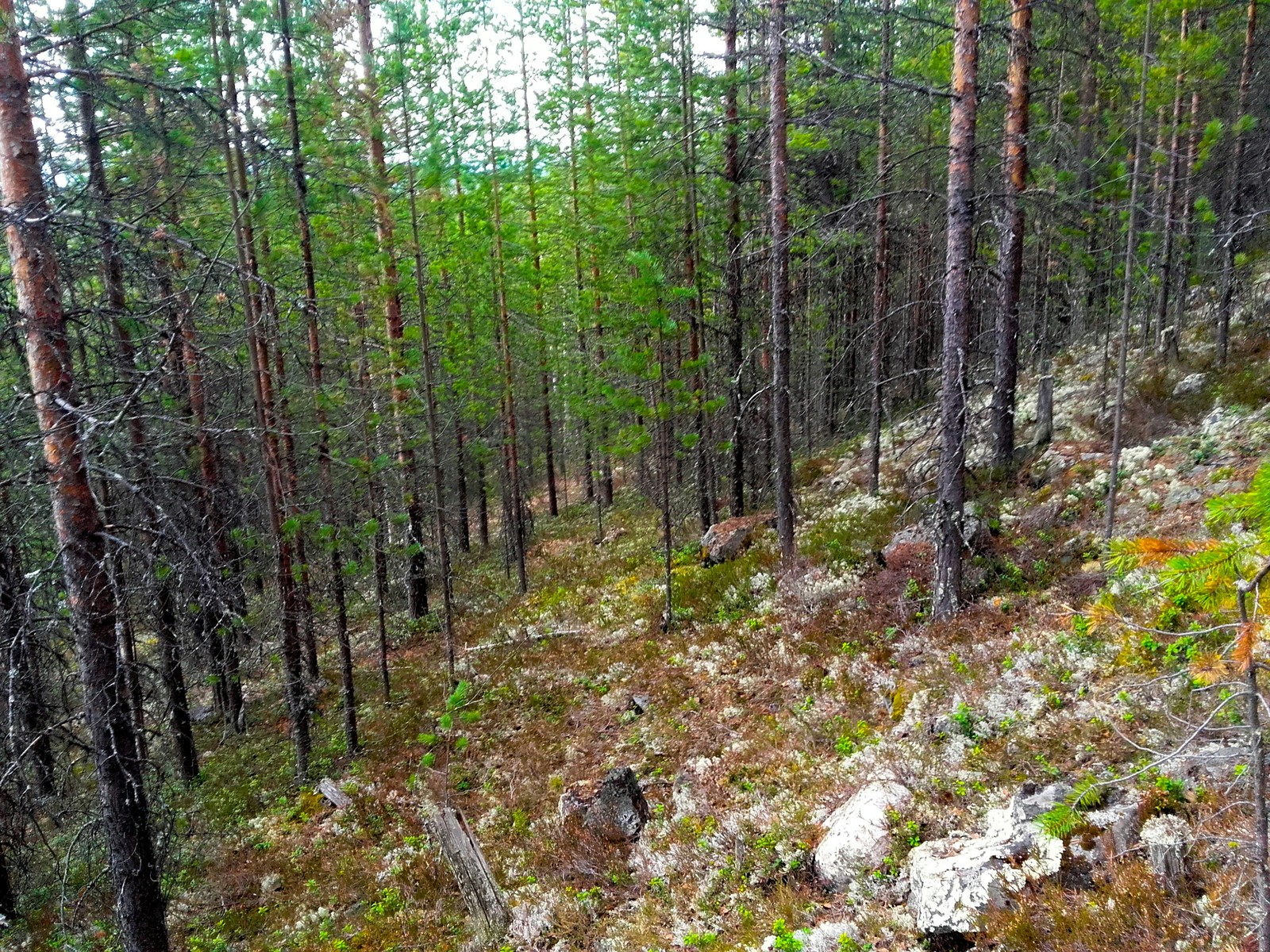 Forests of the Far North - My, beauty of nature, The photo, Nature, Longpost