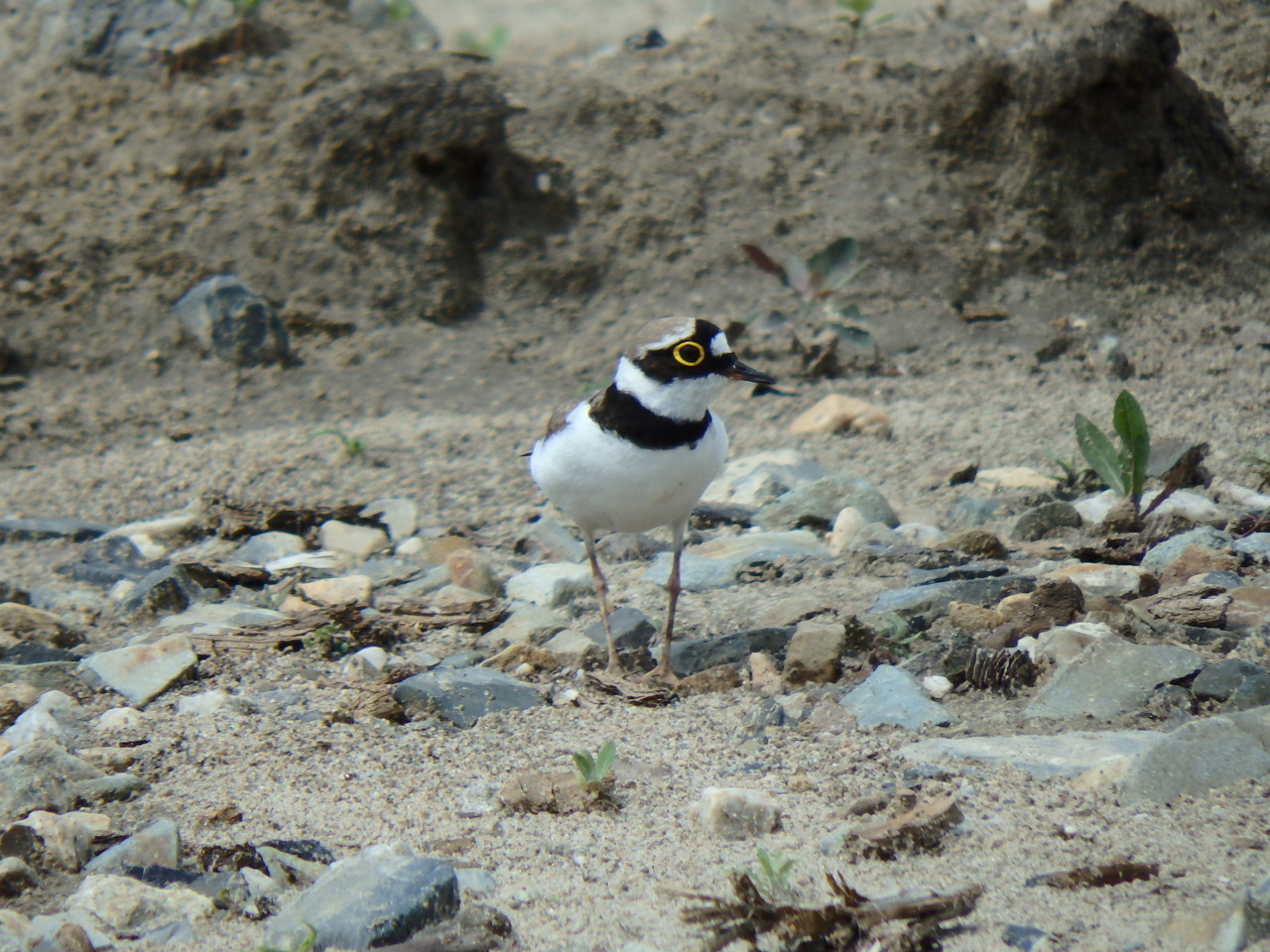 small plover - My, small plover, , Birds, , Ob, Krasny Yar, Longpost