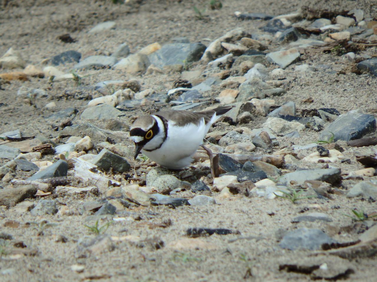 small plover - My, small plover, , Birds, , Ob, Krasny Yar, Longpost