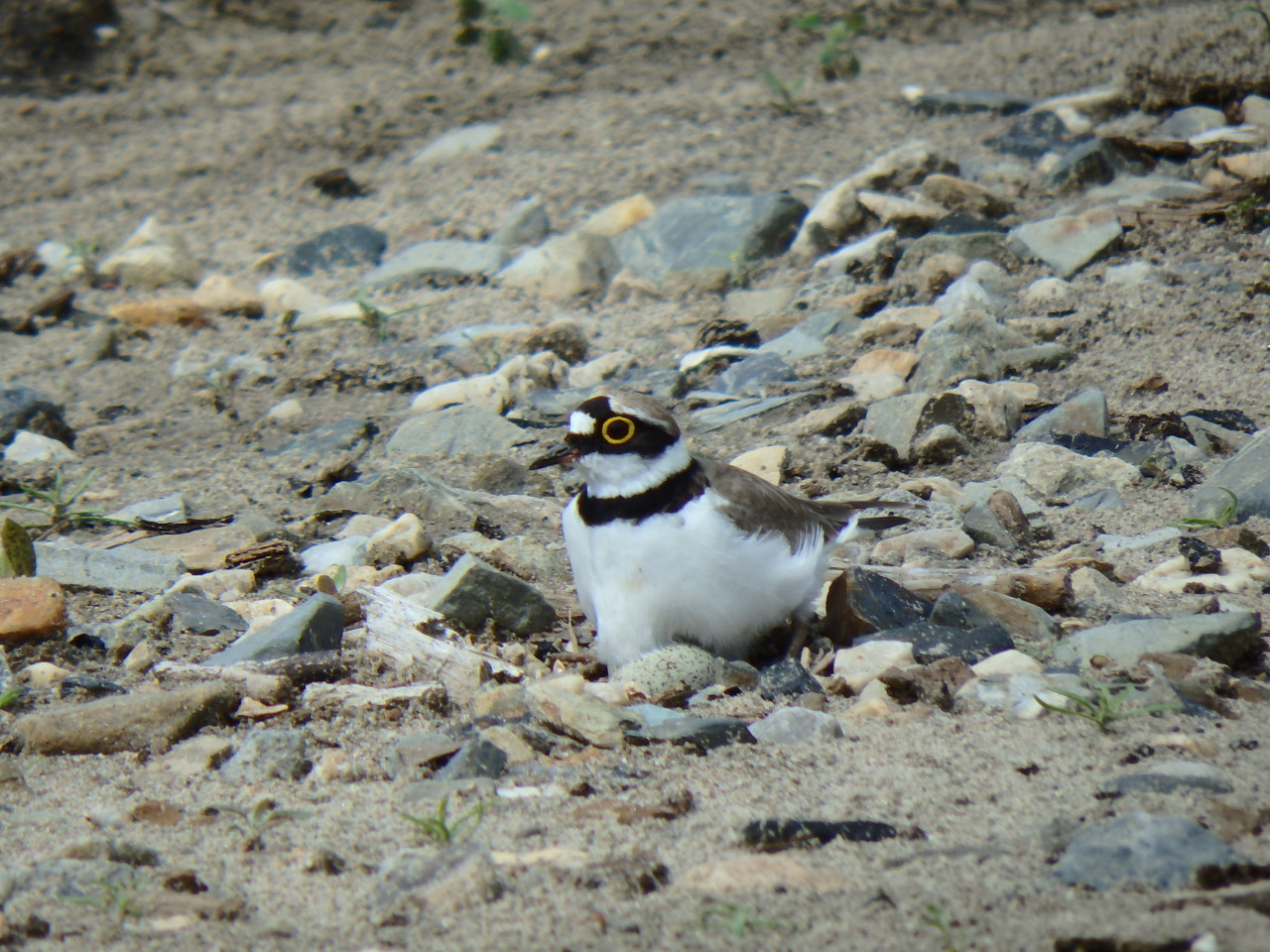 small plover - My, small plover, , Birds, , Ob, Krasny Yar, Longpost