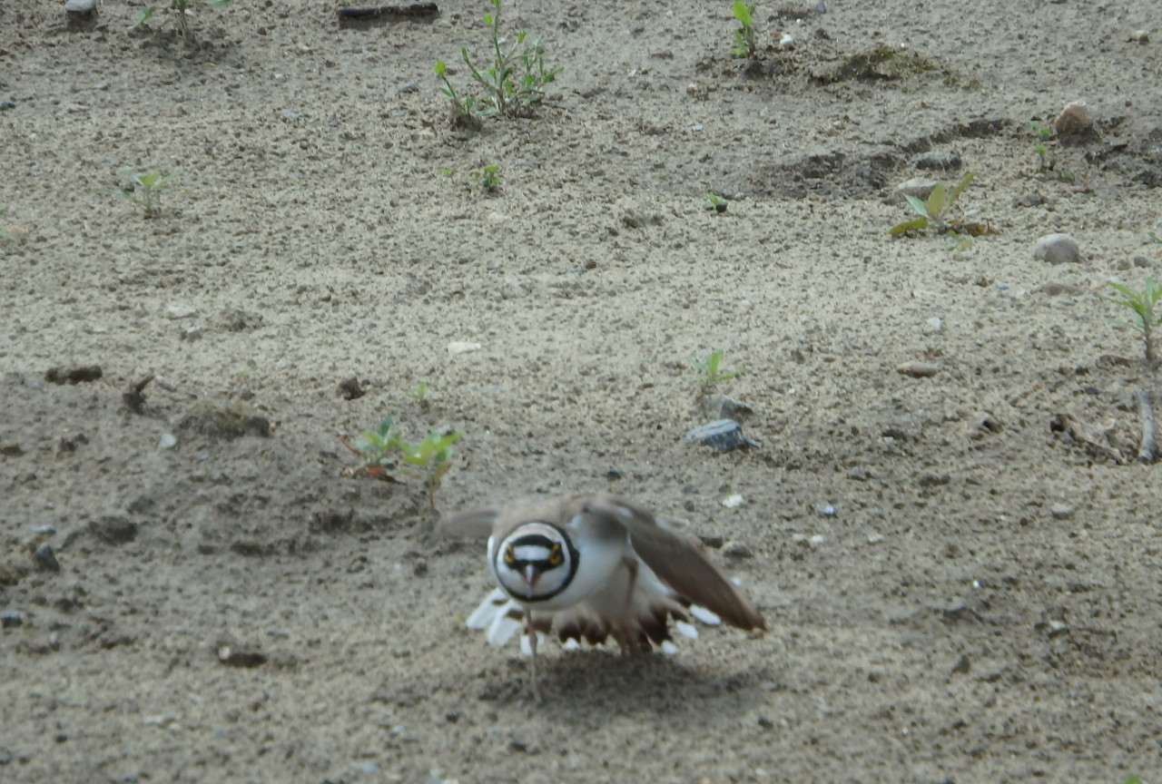 small plover - My, small plover, , Birds, , Ob, Krasny Yar, Longpost