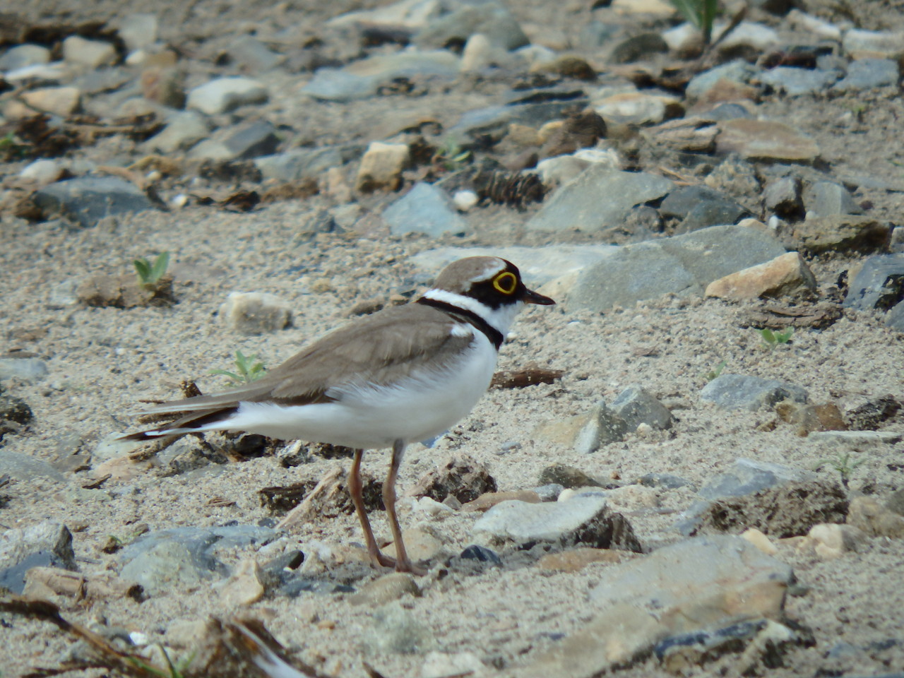 small plover - My, small plover, , Birds, , Ob, Krasny Yar, Longpost