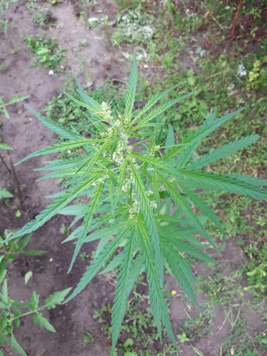 Пустоцвет на конопле сорта марихуаны с большим содержанием тгк