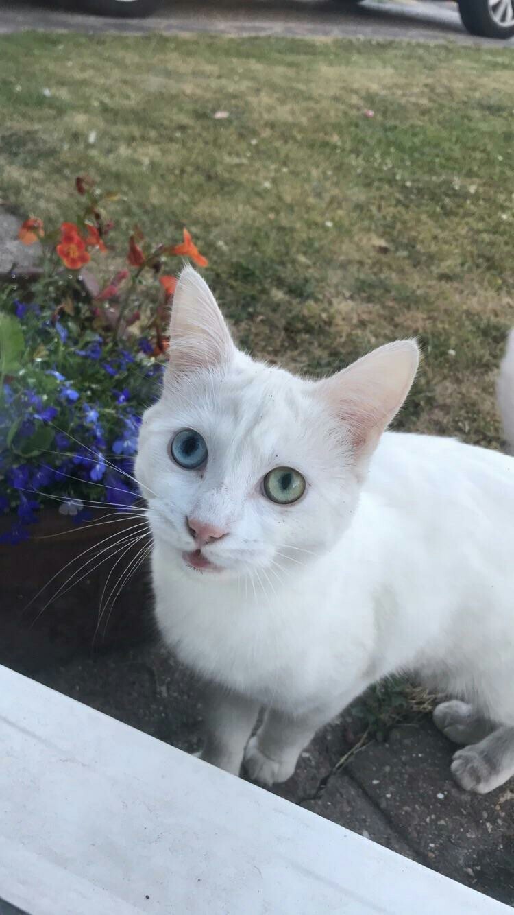 This cat just came up to my window to say hello - cat, Catomafia, Animals, Pets, Milota, Reddit, Heterochromia