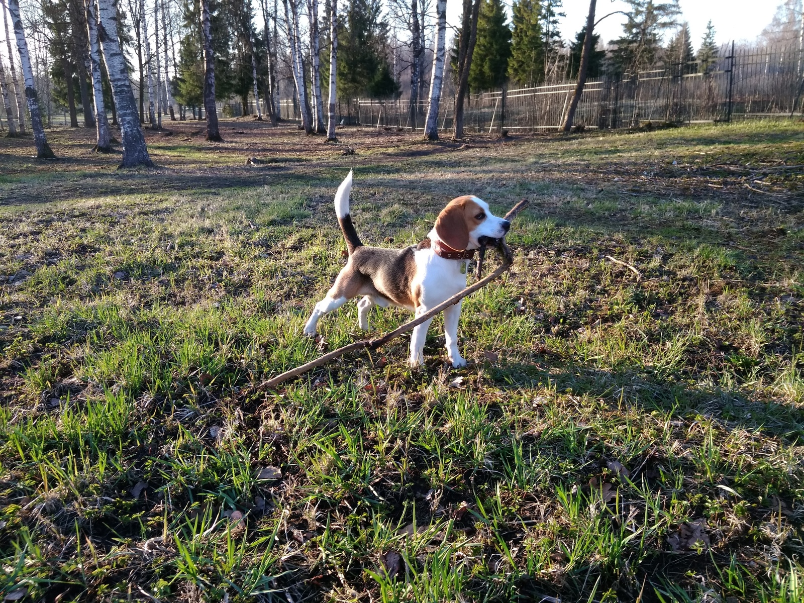 Beagle, was – became. - My, Dog, Beagle, It Was-It Was, Longpost