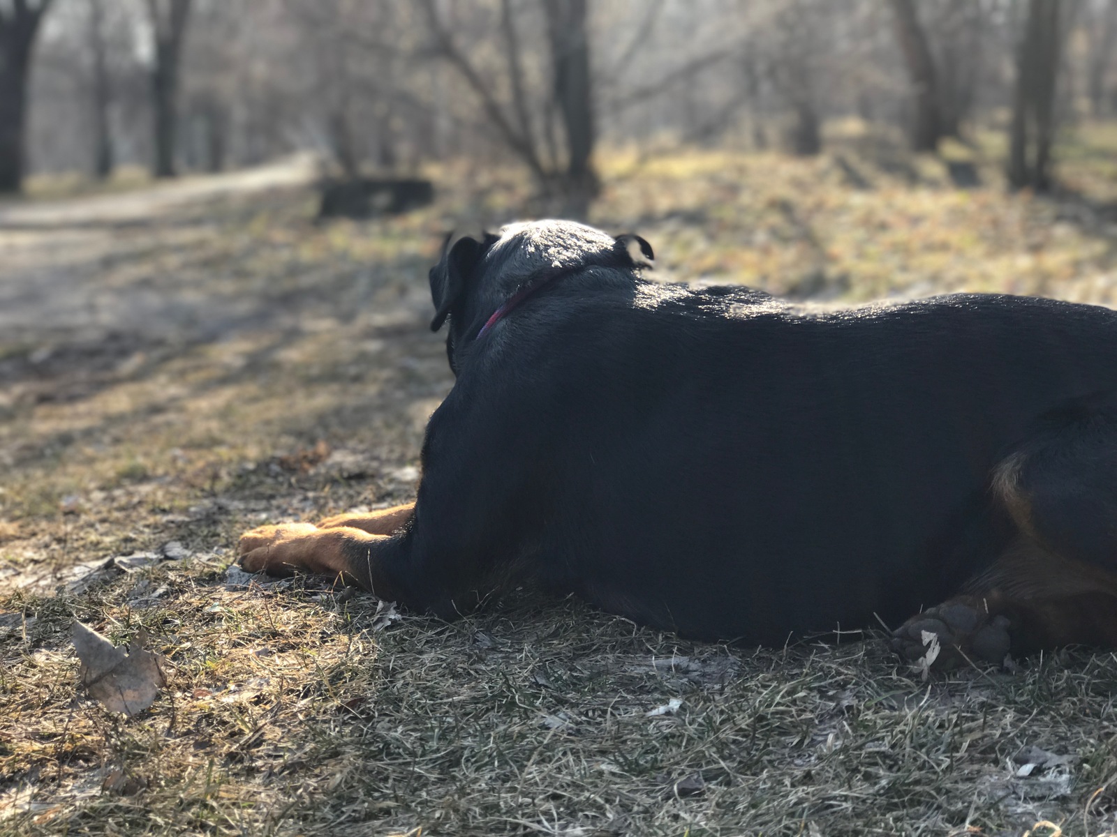 Rottweilers are kind :) - My, Rottweiler, Dog, Friend, The park, Nature, Longpost