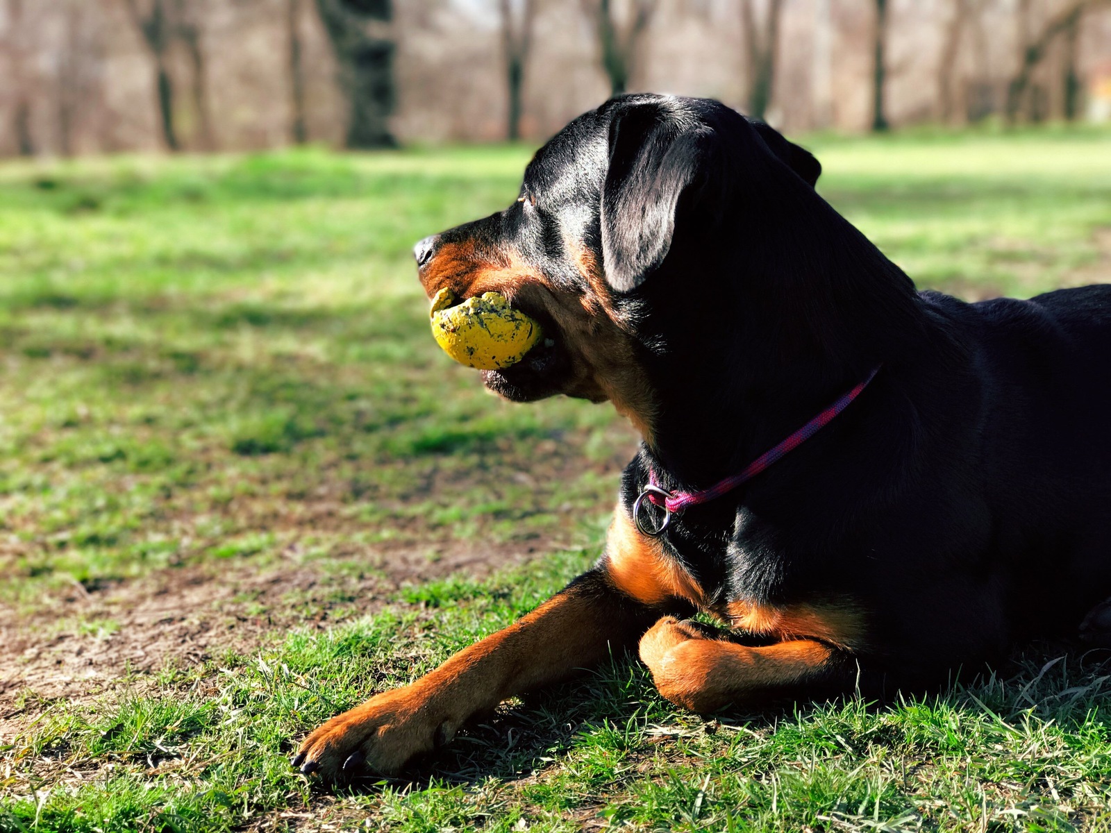 Rottweilers are kind :) - My, Rottweiler, Dog, Friend, The park, Nature, Longpost