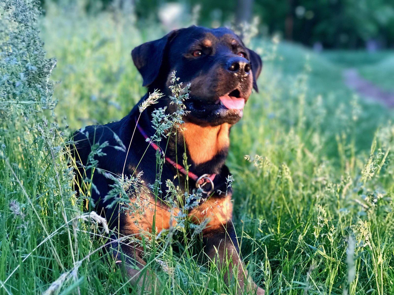 Rottweilers are kind :) - My, Rottweiler, Dog, Friend, The park, Nature, Longpost