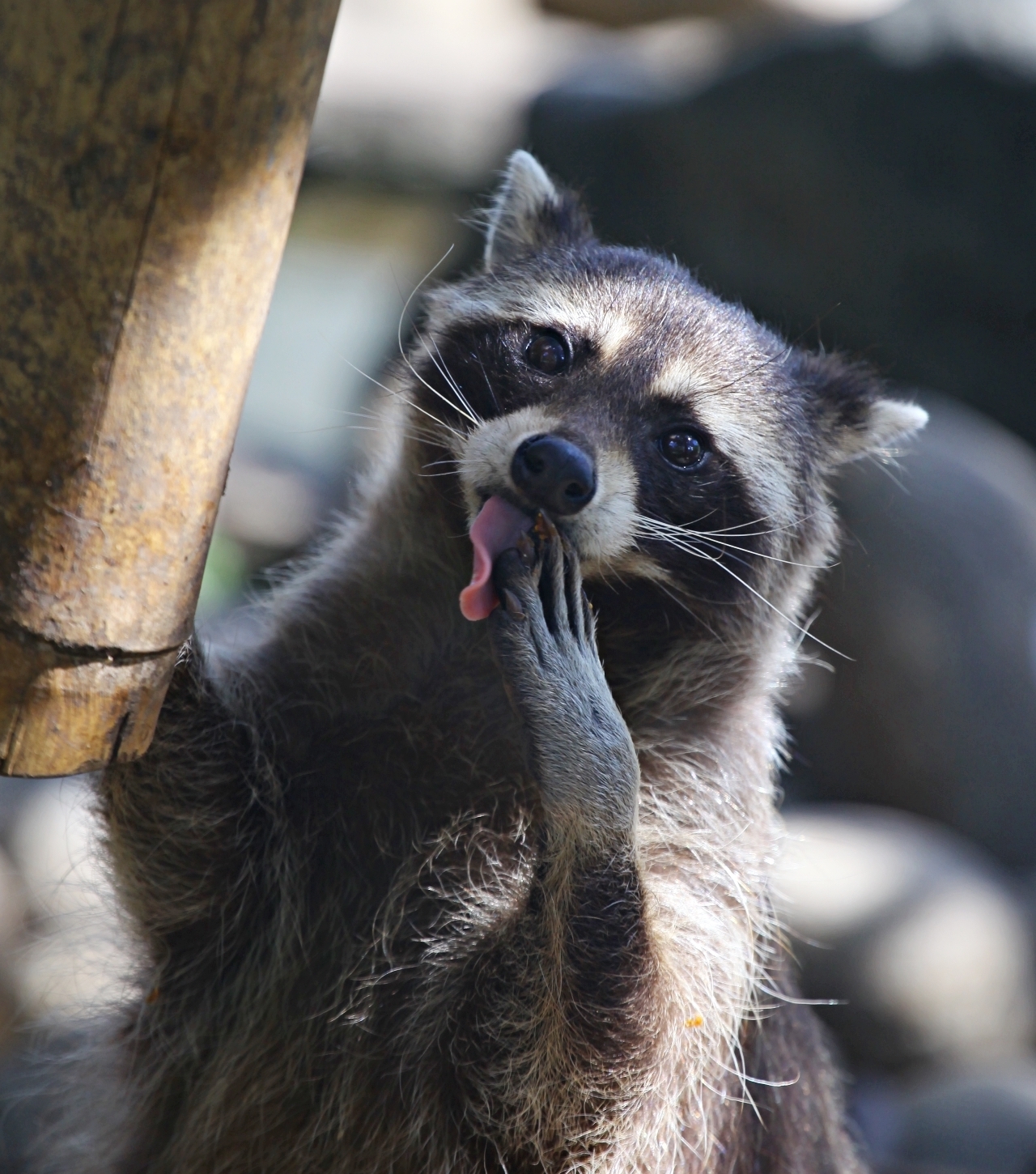 Yummy - Russia, wildlife, The photo, Raccoon, Eating, Yummy, Longpost