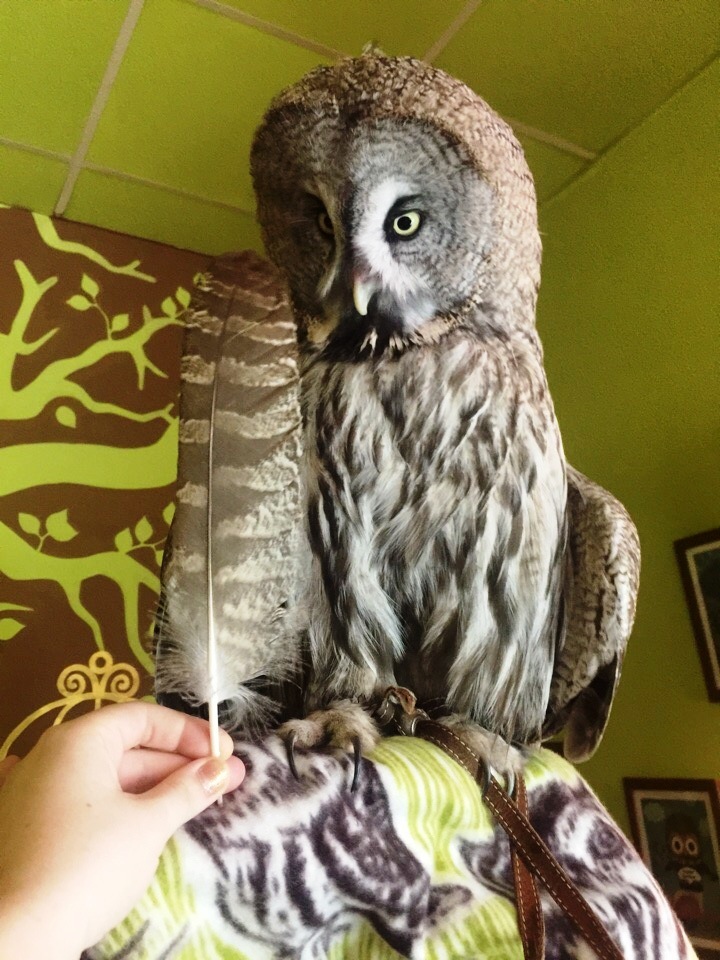 Myrcella and feather - My, Antikafe, owl house, Owl, Longpost