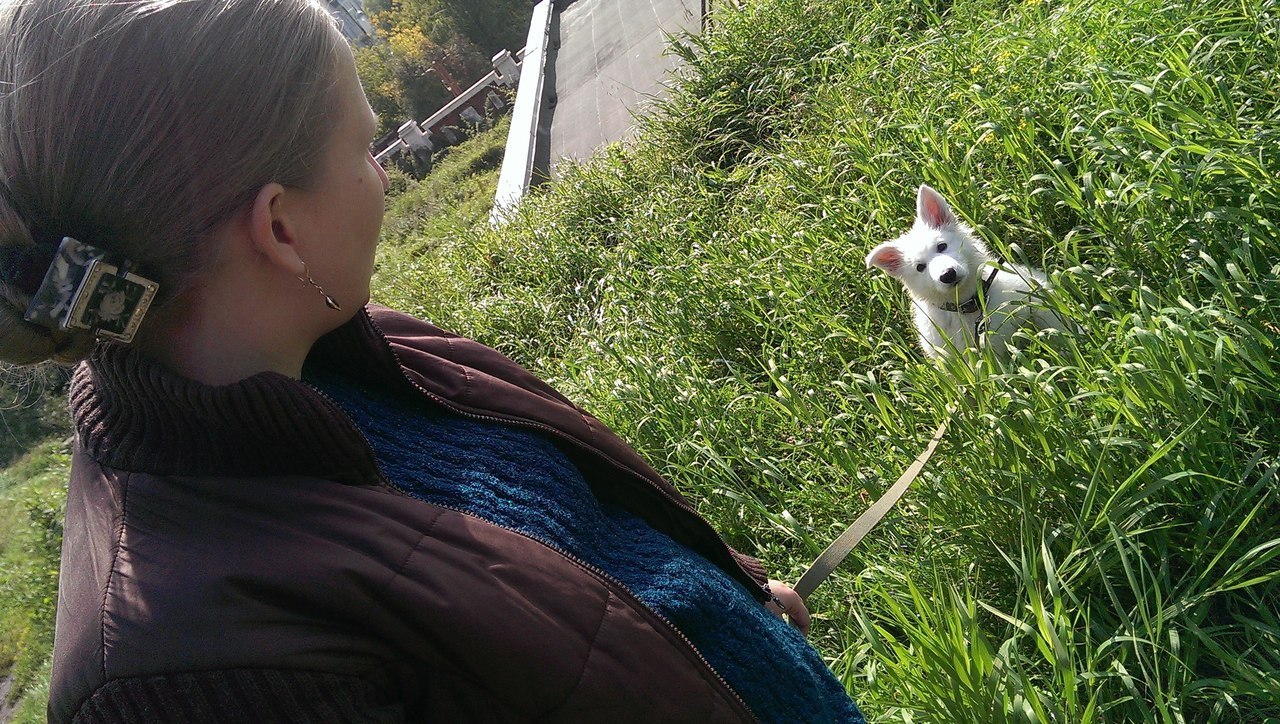 The life of a shepherd named Caesar. - My, Dog, White swiss shepherd, Longpost, The photo, Animals, Family