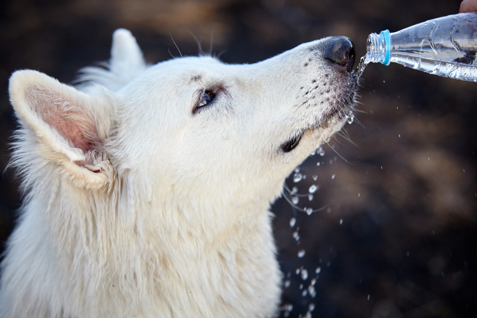 The life of a shepherd named Caesar. - My, Dog, White swiss shepherd, Longpost, The photo, Animals, Family