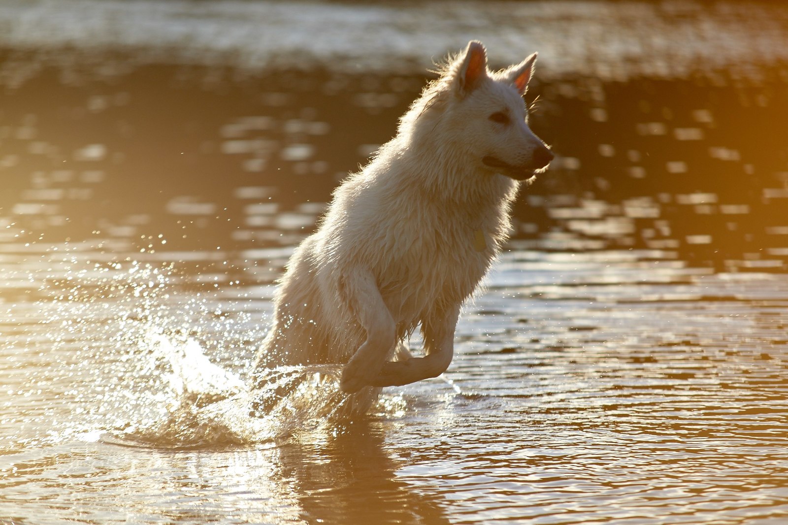 The life of a shepherd named Caesar. - My, Dog, White swiss shepherd, Longpost, The photo, Animals, Family