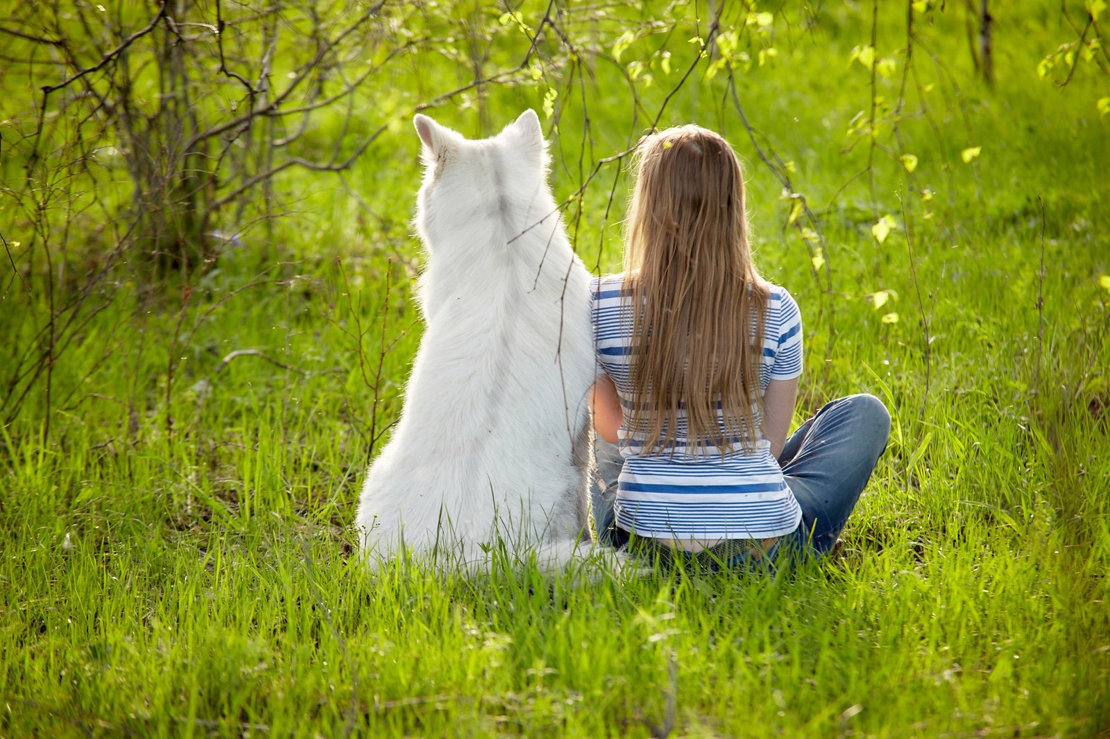 The life of a shepherd named Caesar. - My, Dog, White swiss shepherd, Longpost, The photo, Animals, Family