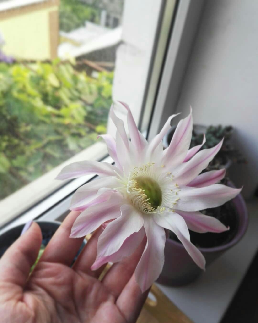 For the first time, in its long cactus life, it bloomed - My, Blooming cacti, Cactus, Bloom, No filters, Longpost