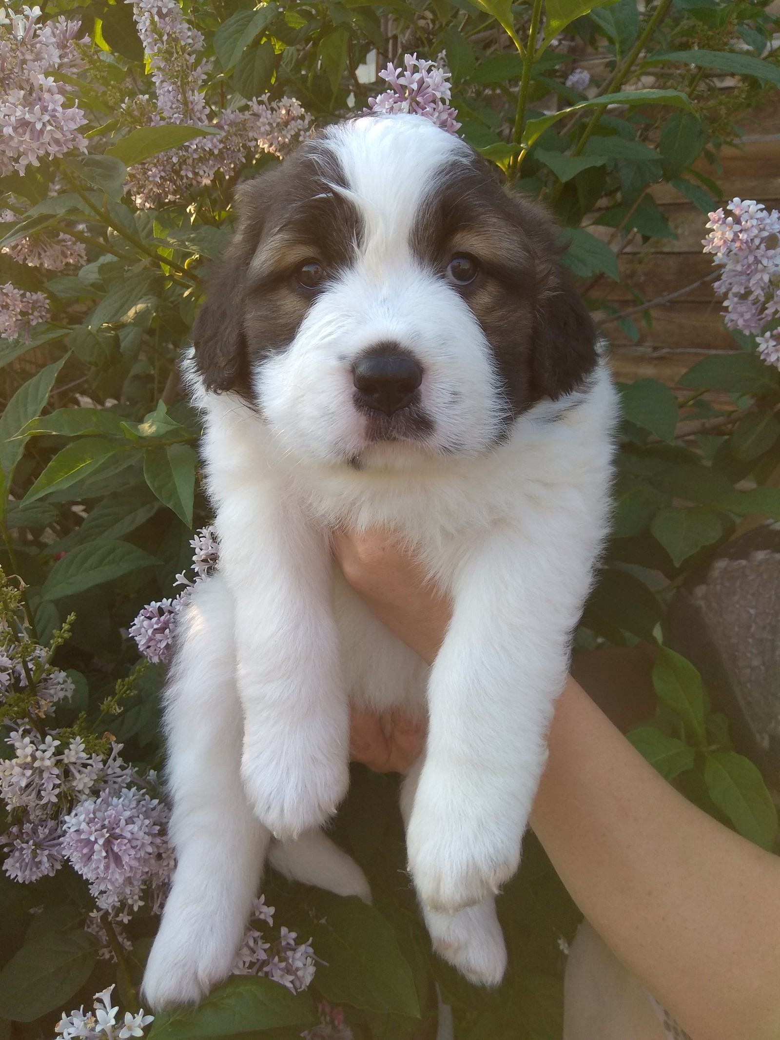 puppies - My, Moskovskaya storozhevaya, Puppies, Summer, Milota, Longpost, Dog