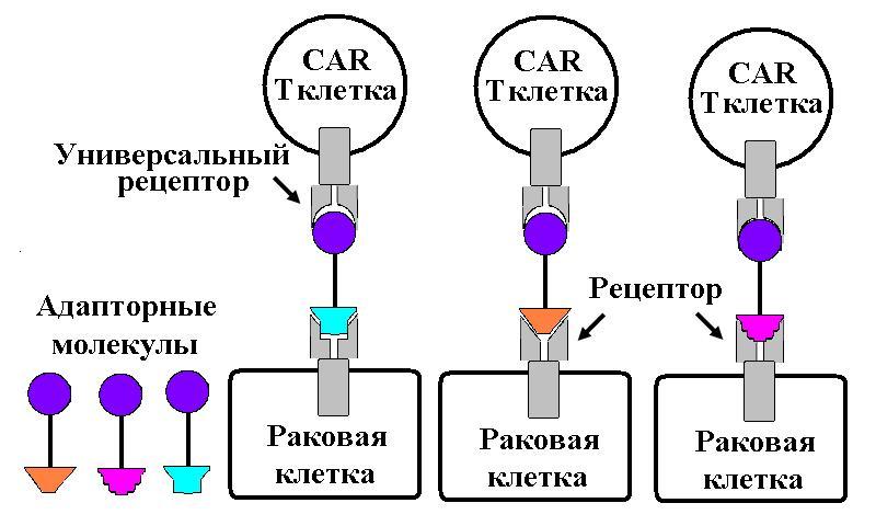 Hope for cancer patients: CAR-T technology. - My, Car-t, Oncology, The science, The medicine, Crayfish, GIF, Longpost