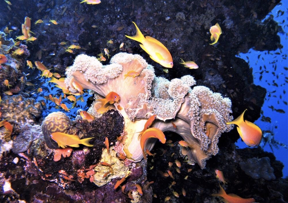 How to become part of the world of silence... - My, Diving, Profession, Relaxation, Enthusiasm, Red sea, Egypt, Vacation, Instructor, Longpost