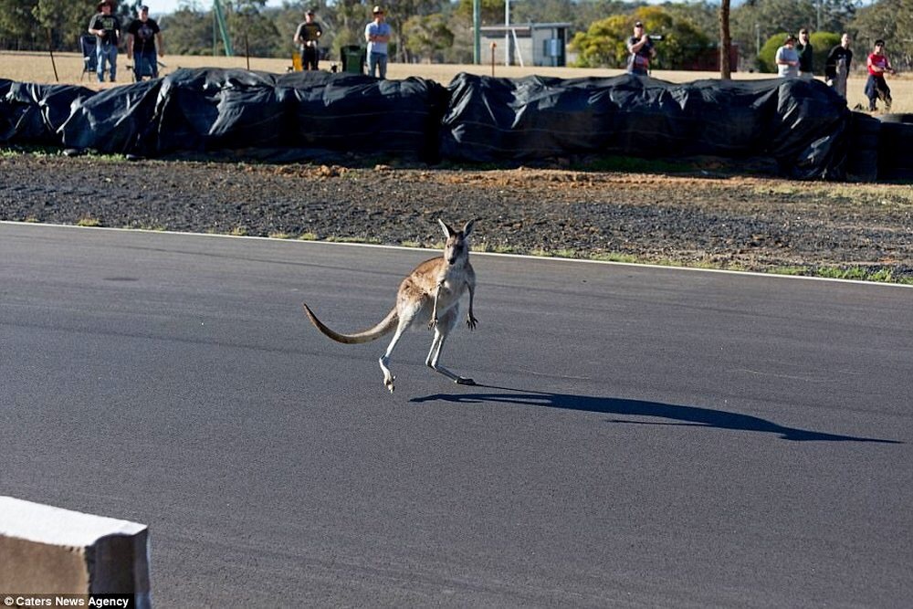 Australian Superbike Champion Brian Staring and a fearless kangaroo who wanted to compete with the pilot in the Morgan Park race. - Race, Moto, Australia, Kangaroo, Longpost