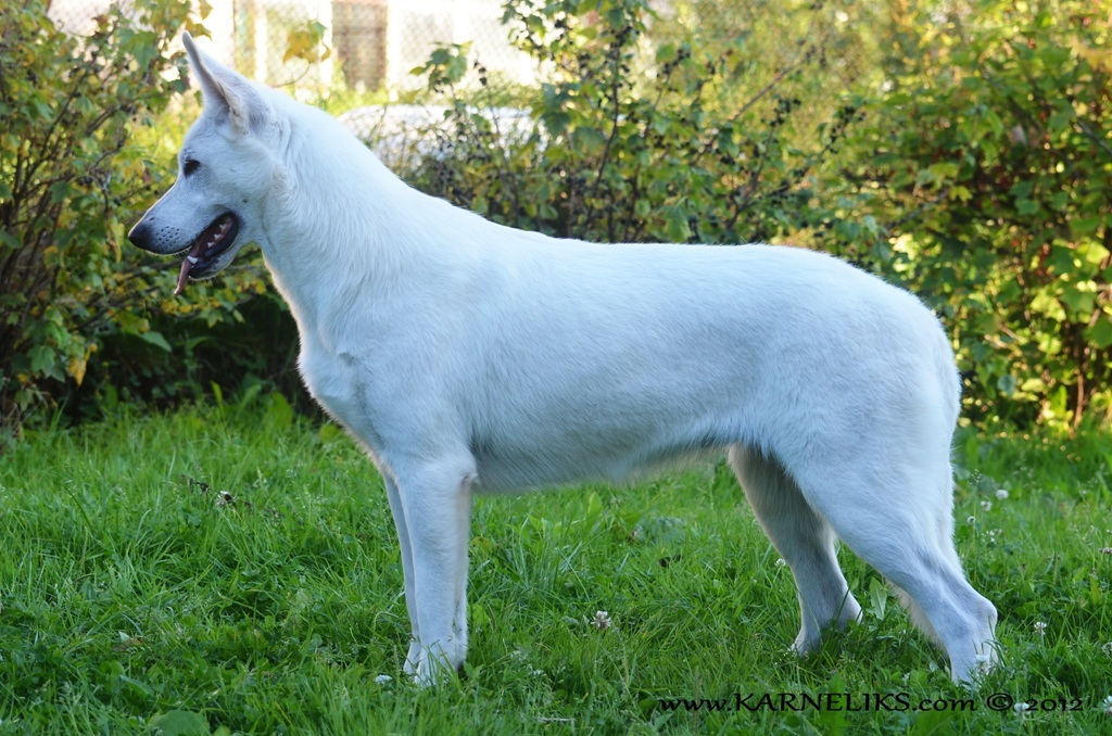 About breeds of dogs. - Dog, Dog breeds, White swiss shepherd, , Video, Longpost