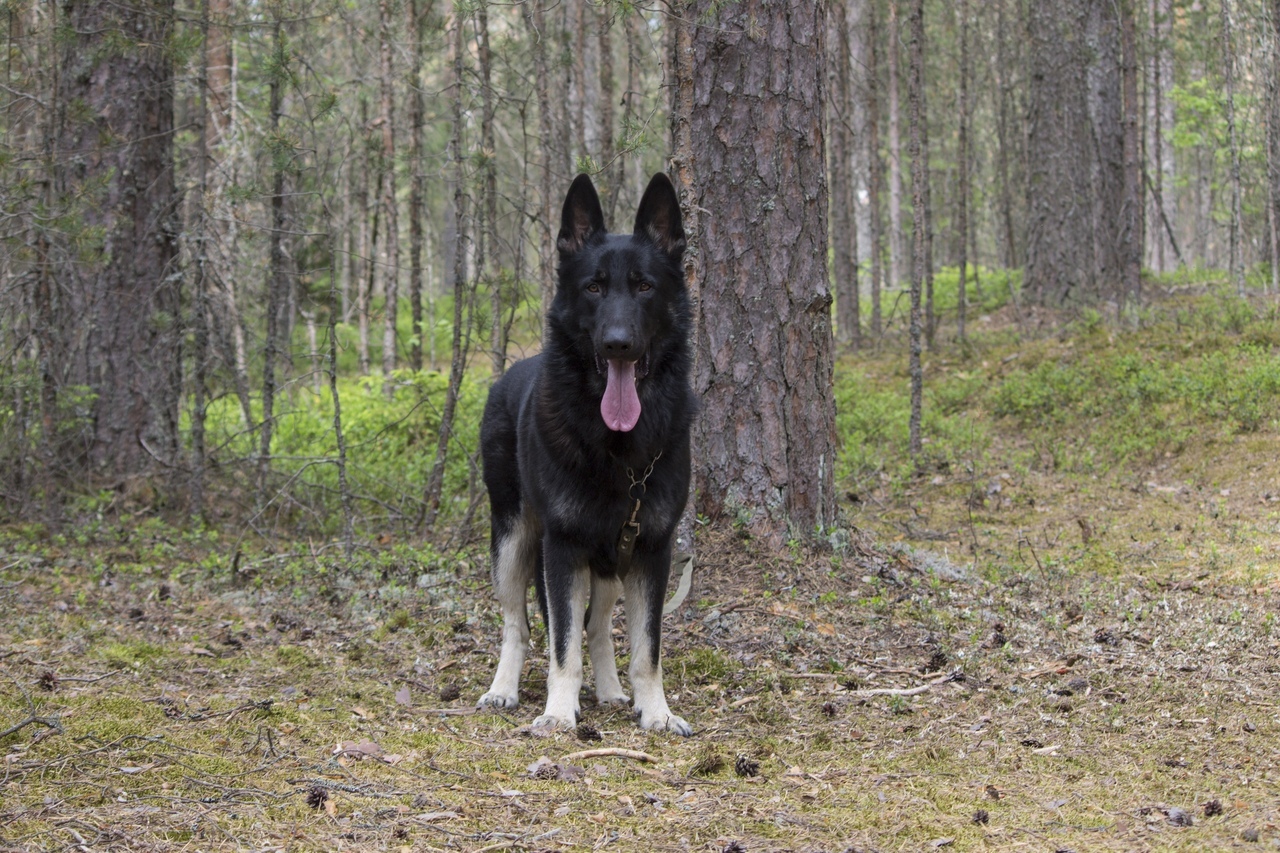 VEO Brizik. My doggy. - My, Dog, East European Shepherd, Longpost