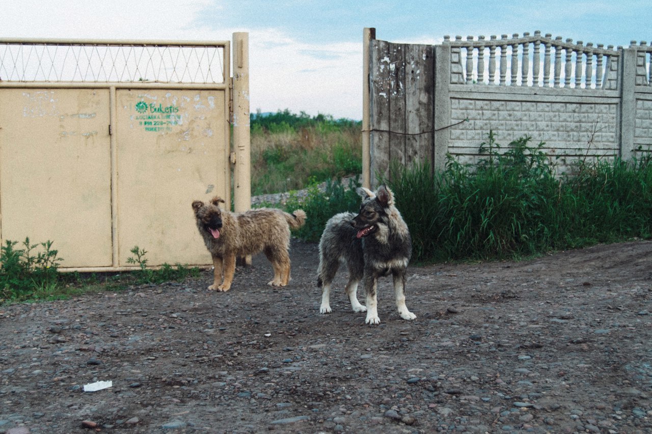 Mitten #5 - My, Animals, cat, Dog, Krasnoyarsk, Novoaltaysk, Barnaul, Longpost, The photo