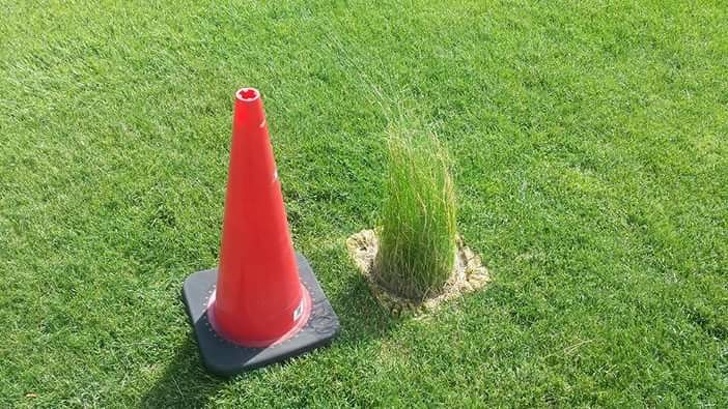 So what do we have there? - Grass, Cone, The photo