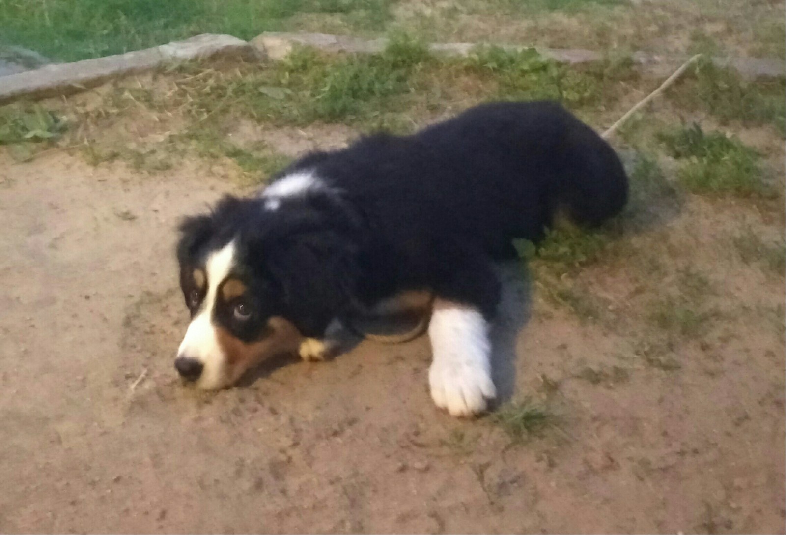 Bernese Mountain Dog in good hands - Dog, Bernese mountain dog, In good hands, Brest, Republic of Belarus, Longpost, No rating