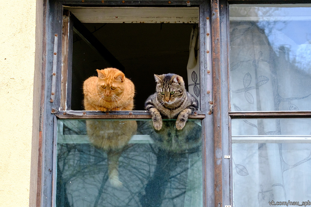 Cats on the Fontanka :)) - cat, Saint Petersburg, Fontanka, Longpost, The photo