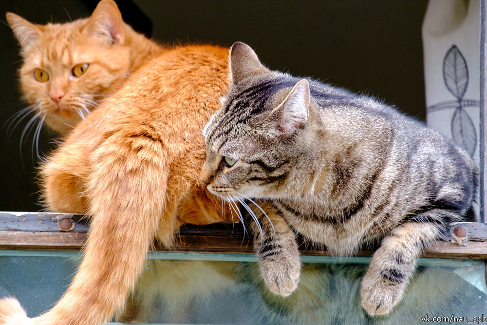 Cats on the Fontanka :)) - cat, Saint Petersburg, Fontanka, Longpost, The photo